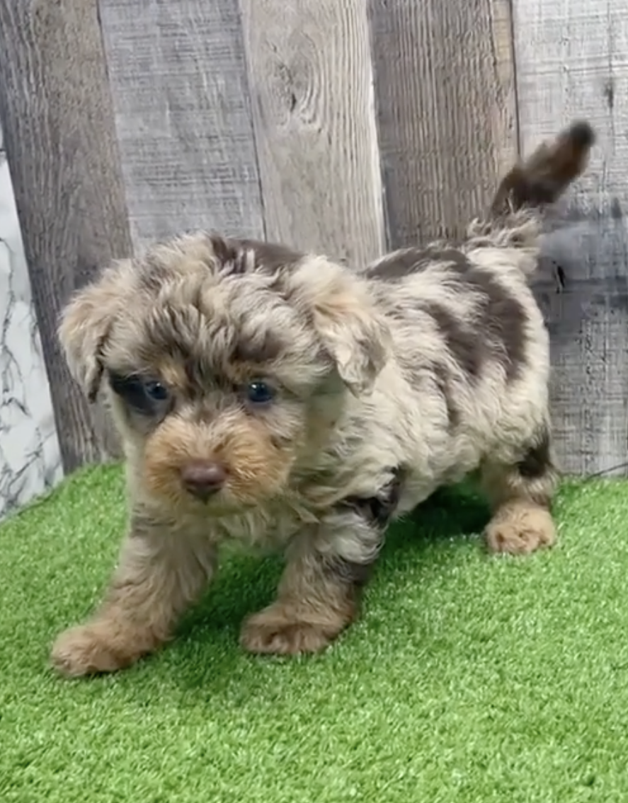 merle mini labradoodle puppy walking on artificial grass
